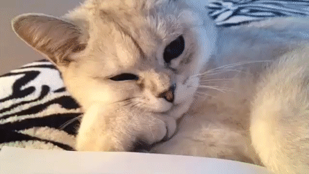 Cat reading a book