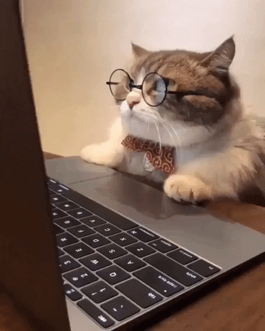 Cat reading on a laptop