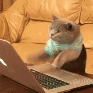 Cat typing furiously on a laptop